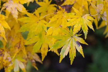 Fototapeta na wymiar The autumn maple leaf natural background colorful foliage