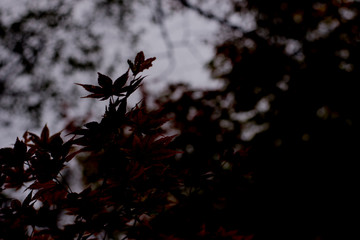 The close up of tree silhouette , dark tone