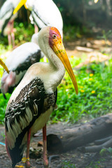 Painted Stork, Mycteria leucocephala