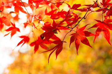 The autumn maple leaf natural background colorful foliage