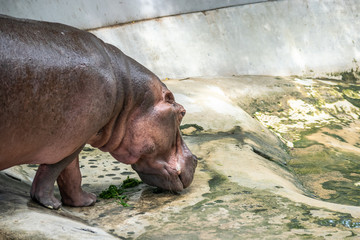 The background with copy space of Hippopotamus in the farm zoo. As know as hippo, it is a large herbivorous.