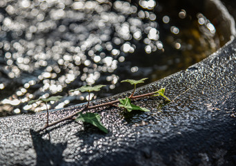 Green leaves on water sink with sun light