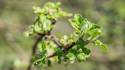 tree branch with earlier green leaves, macro view