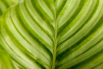 Green leaves with stripes in closeup