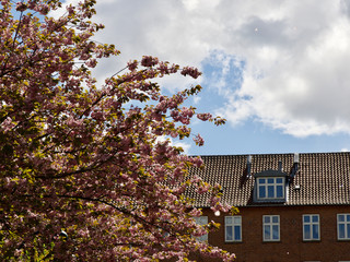 Lovely cherry blossoms in full bloom in Copenhagen, Denmark