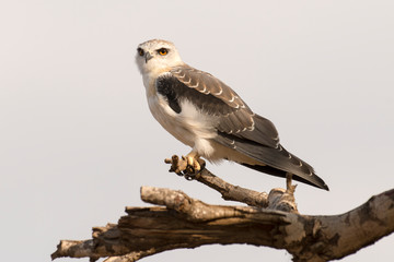 Elanion blanc, .Elanus caeruleus, Black winged Kite