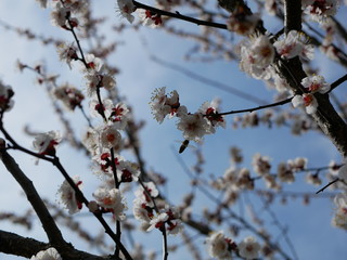 The bee is flying around a flowering branch of cherry  in spring