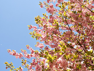 Lovely cherry blossoms in full bloom in Copenhagen, Denmark