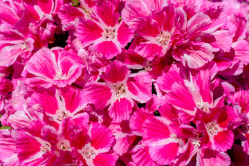 pink flowers in the garden
