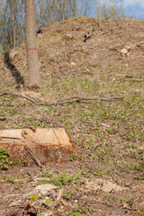 Pine tree forestry exploitation in a sunny day. Stumps and logs show that overexploitation leads to deforestation endangering environment and sustainability