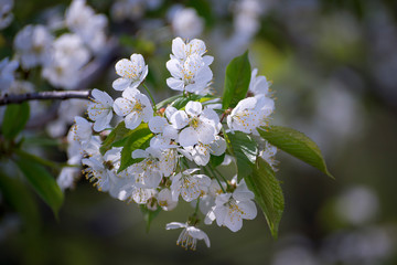 the flowers on the tree, catkins of a willow. the background image place for text