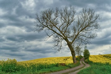 Polna droga i samotne drzewo w polu kwitnącego żółtego rzepaku z pięknymi chmurami w tle  