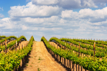 Fototapeta na wymiar Rows of green vines in a vineyard