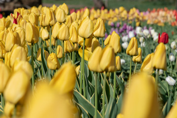 Yellow tulips in flower bed.