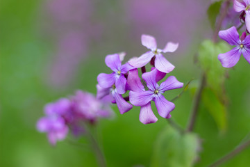 Fototapeta na wymiar Purple flowers close-up in sprintime