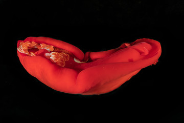 Sea slug in the Red Sea Colorful and beautiful, Eilat Israel