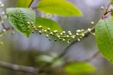 Close-up of a plant branch