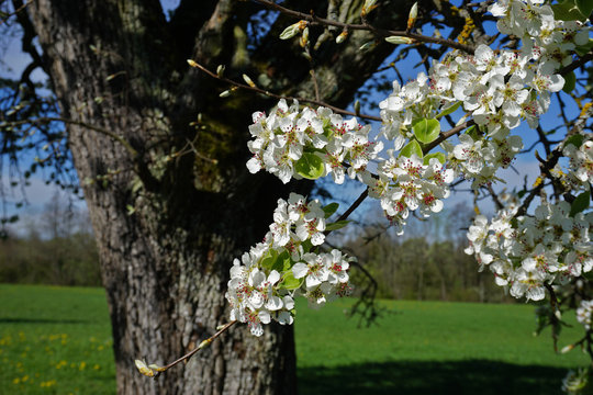 Bl&uuml;hender Birnbaum, pear tree, Pyrus communis