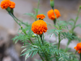 orange flowers on green background