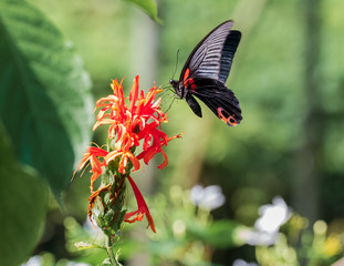 A Black Swallowtail Butterfly Alights