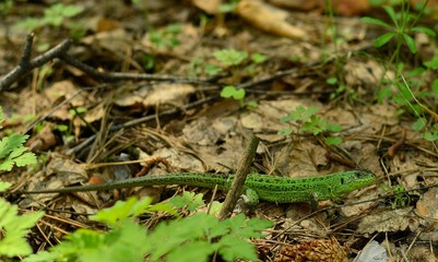 may lizard