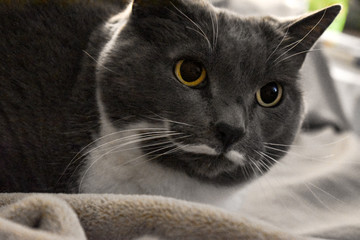 cat