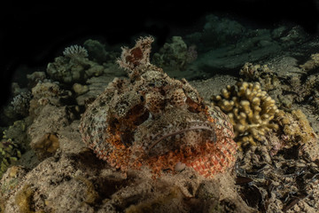 Scorpion fish Amazing camouflage in the Red Sea