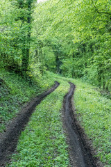 Waldweg mit nasser Fahrbahn