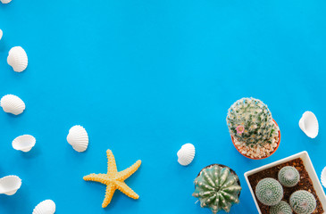 small cactus with white shell and yellow  model star fish on light blue background, summer theme