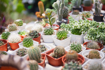 small colorful cactus on plastic pot in garden, Thailand