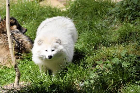 Loulou Bilder Durchsuchen 177 Archivfotos, und Videos