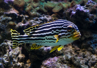 Fototapeta na wymiar underwater life of a fish