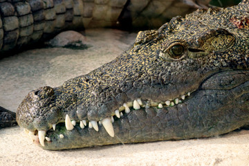 Obraz premium Head of a crocodile with his mouth closed, lying on the ground
