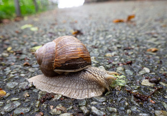Weinbergschnecke auf nassem Asphalt