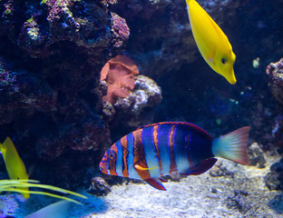 underwater life of a fish