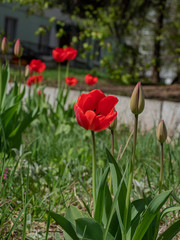 red tulip