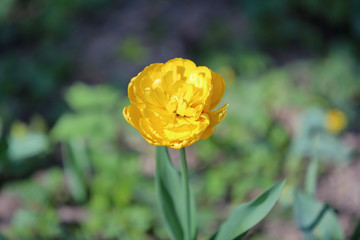 Bright spring flower bloomed in a botanical garden