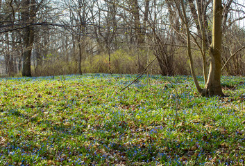 Obraz premium spring, blue flowers in the forest