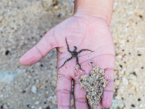 baby starfish