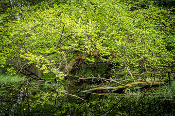 Fototapeta na wymiar Waldsee im Frühjahr