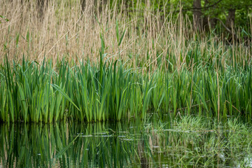 Waldsee im Frühjahr
