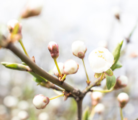 spring plum blossoms, white plum blossoms
