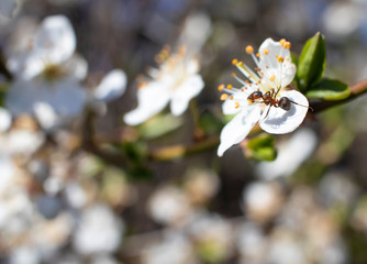 spring plum blossoms, white plum blossoms
