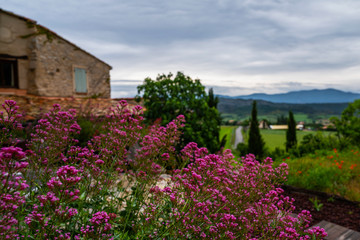 Fototapeta na wymiar Flowers of old French house. Picturesque typical french rural house decorated with green plants and flowers. Garden with colorful plants in summer season.