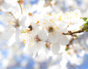 spring plum blossoms, white plum blossoms