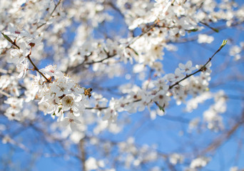 spring plum blossoms, white plum blossoms