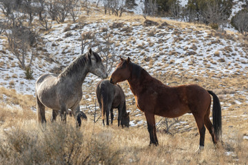 Wild Horses Interacting in Winter