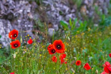 Poppy flowers blossom on wild field. Nature background. Beautiful field red poppies with selective focus. Red poppies in early morning light. Wonderful landscape. Amazing nature scene. Soft focus.