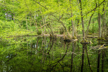 Waldsee im Frühjahr