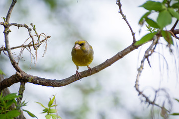a lot of little funny birds sitting on a branch and looking curiously